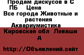 Продам дискусов в С-ПБ. › Цена ­ 3500-4500 - Все города Животные и растения » Аквариумистика   . Кировская обл.,Леваши д.